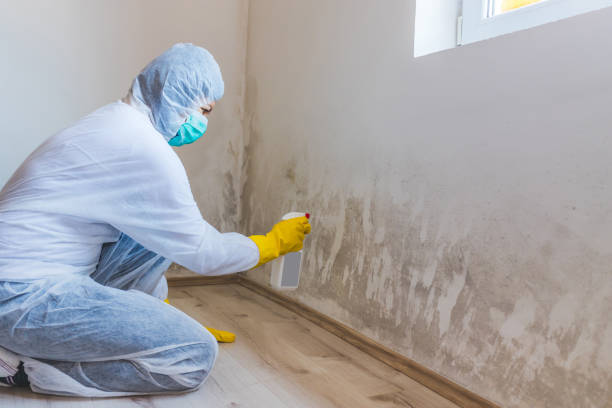 Licensed Basement Mold Remediation service in Cambridge, IL - WQB Mold Removal