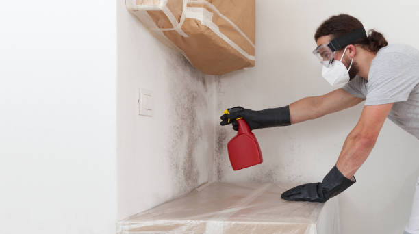 Professional Basement Mold Remediation technician working in Cambridge, IL