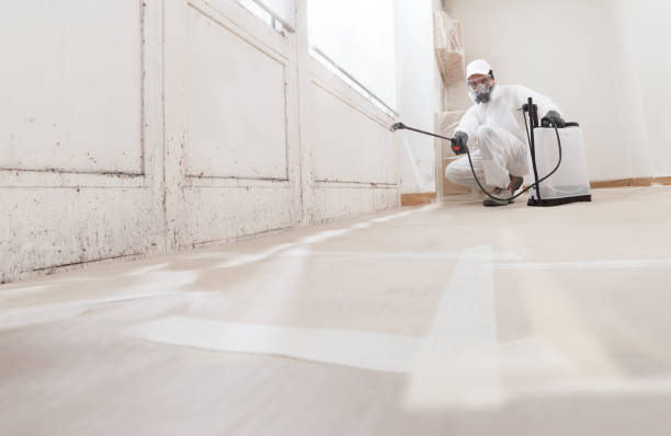24/7 Emergency Basement Mold Remediation experts in Cambridge, IL