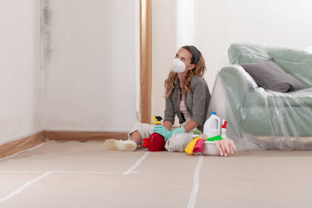 Reliable Basement Mold Remediation contractor in Cambridge, IL by WQB Mold Removal