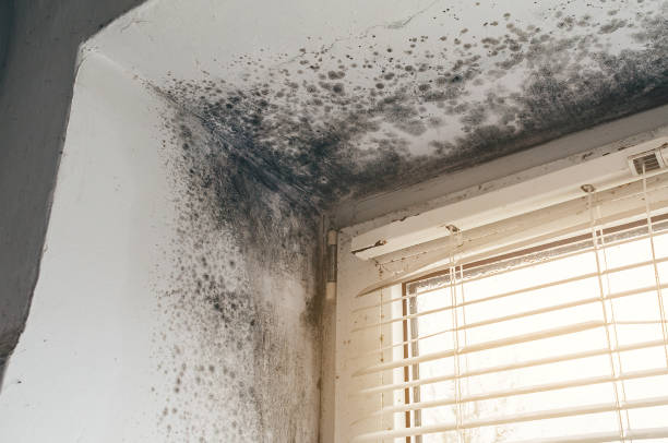 Affordable Basement Mold Remediation solutions in Cambridge, IL